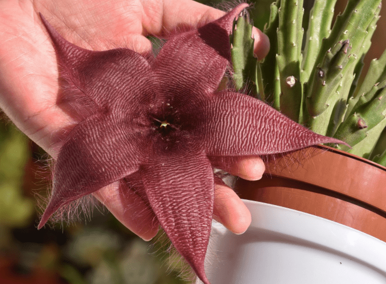 Stapelia grandiflora - The Plant Lady SF
