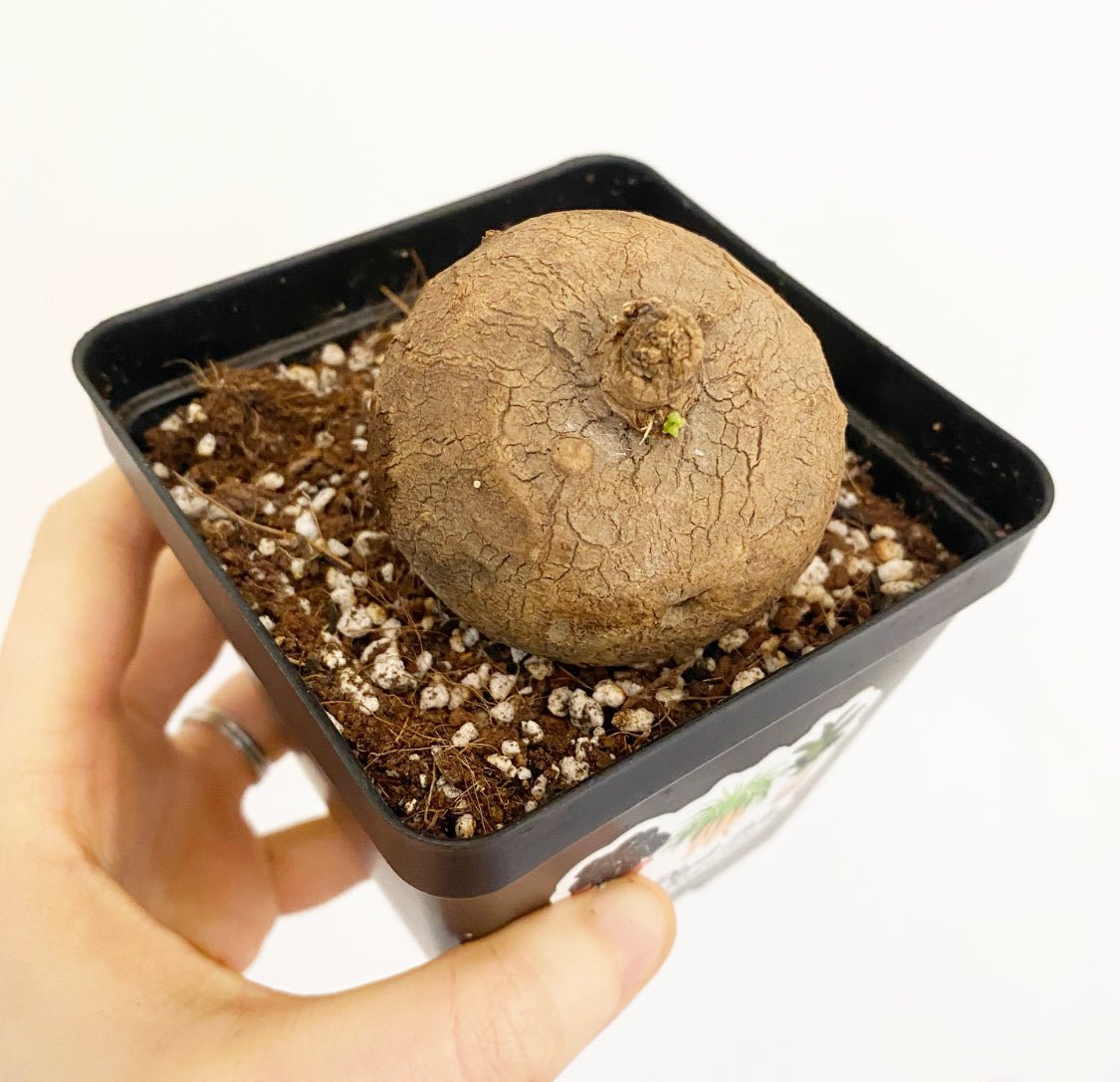 Stephanie erecta - The Plant Lady SF