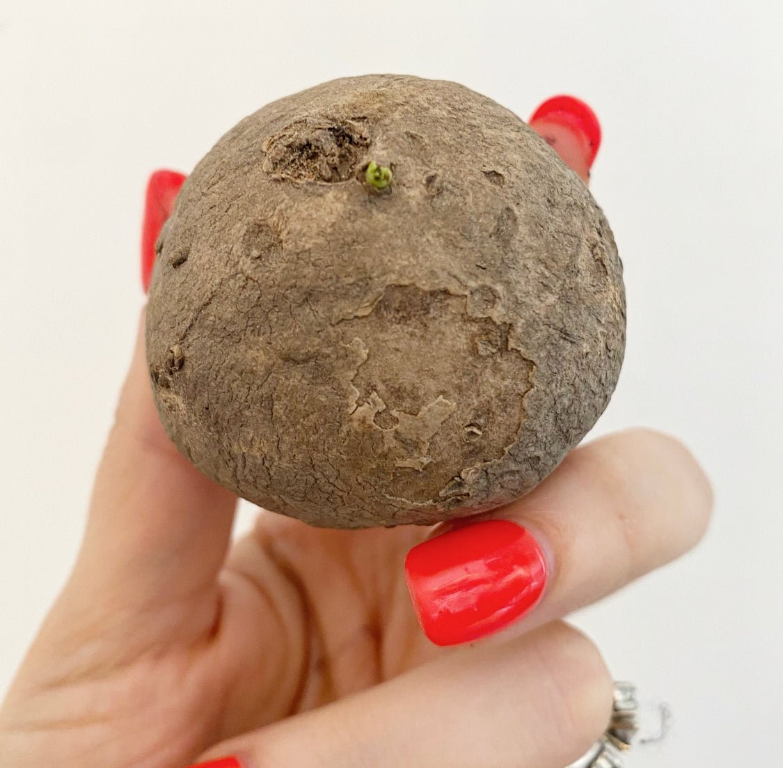 Stephanie erecta - The Plant Lady SF