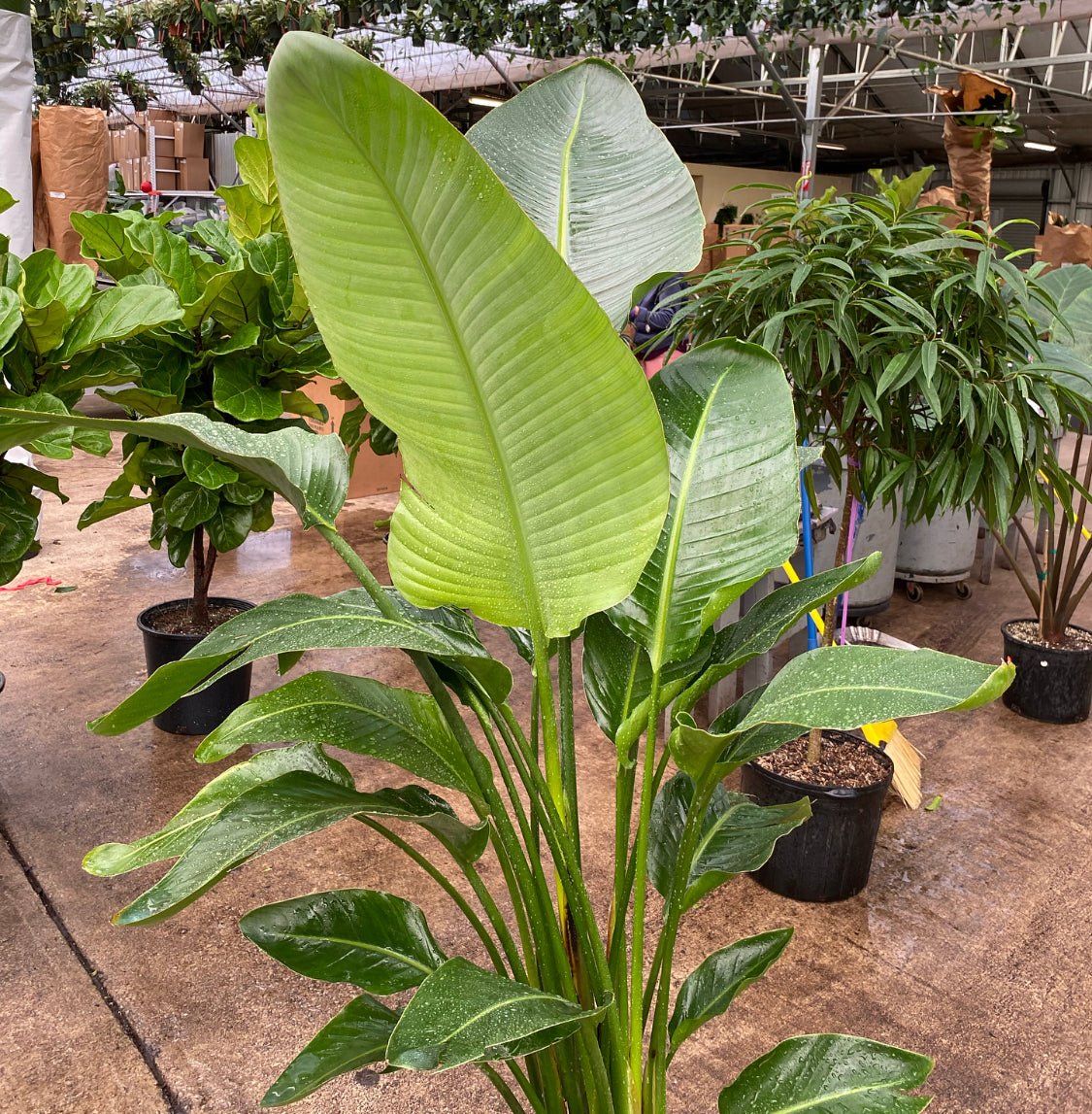 Strelitzia nicolai (Giant Bird of Paradise) - The Plant Lady SF