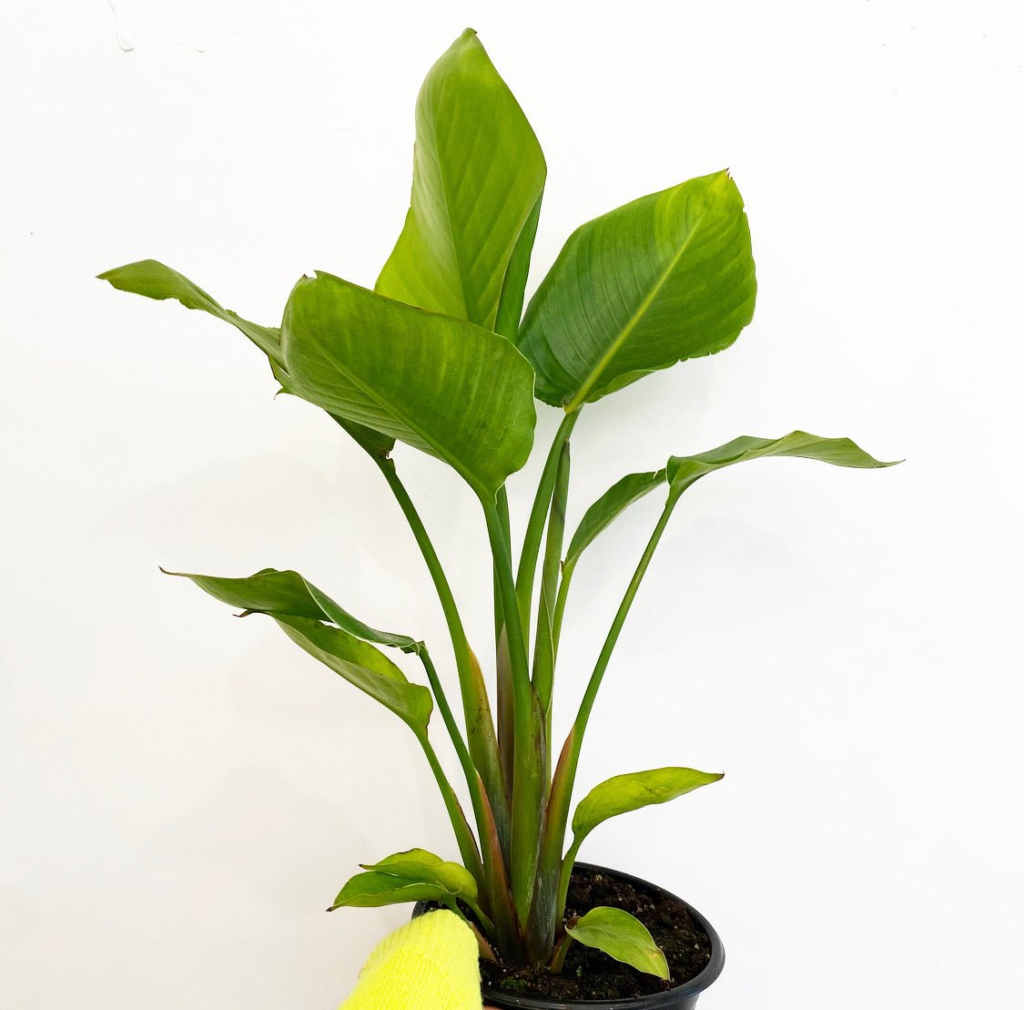 Strelitzia nicolai (Giant Bird of Paradise) - The Plant Lady SF