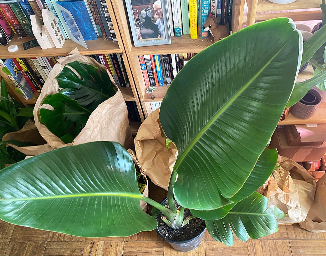 Strelitzia nicolai (Giant Bird of Paradise) - The Plant Lady SF