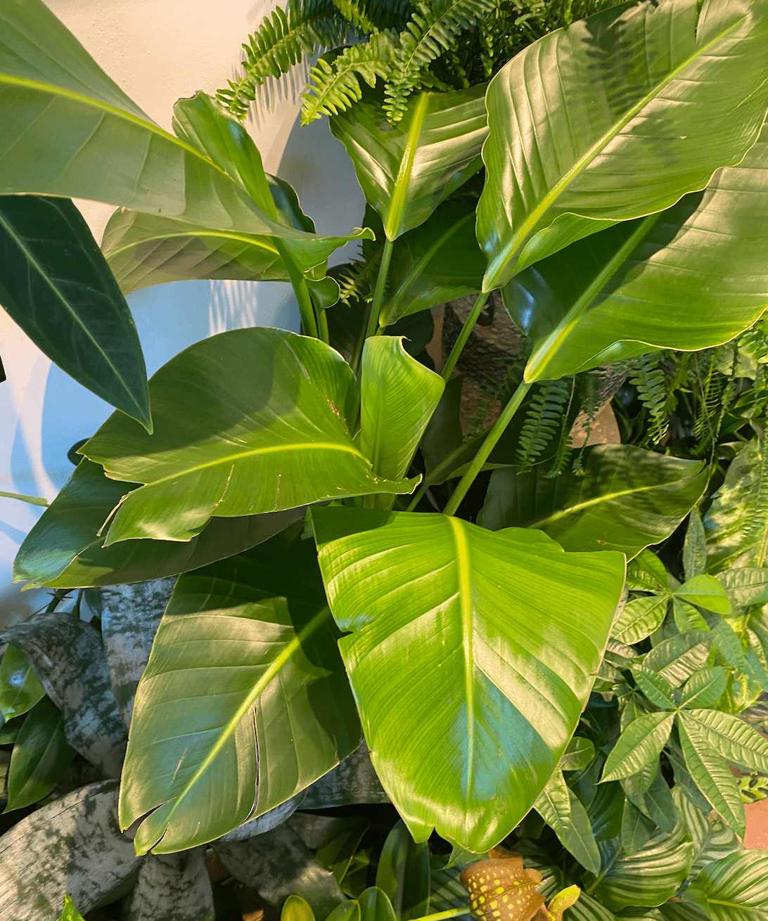 Strelitzia nicolai (Giant Bird of Paradise) - The Plant Lady SF