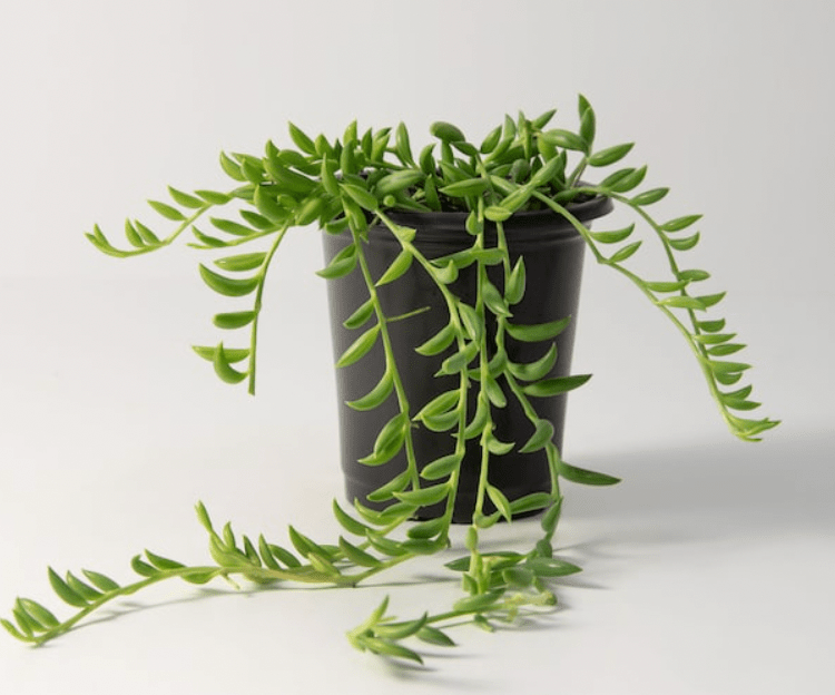 String of Bananas (Curio radicans) - The Plant Lady SF