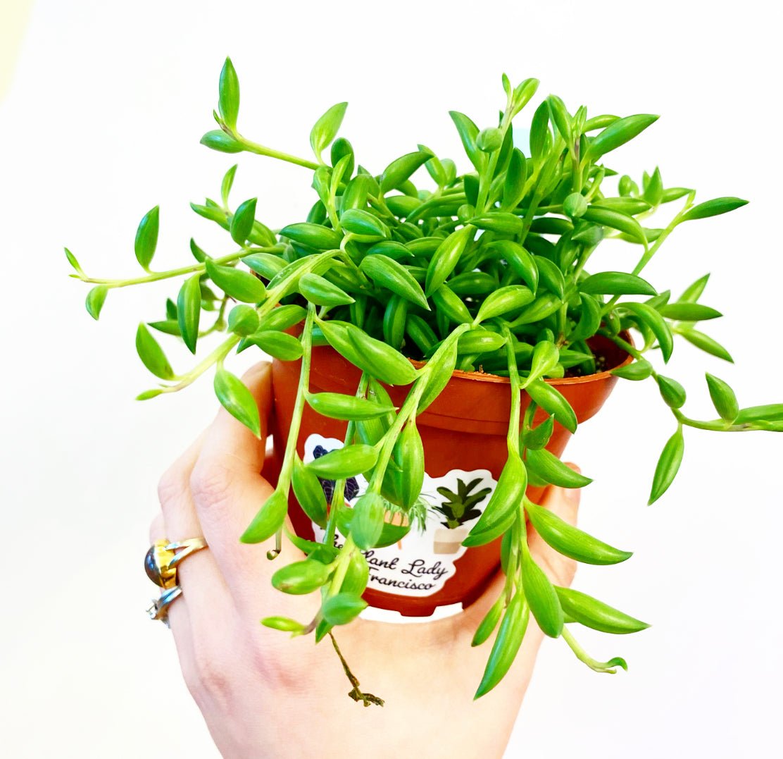 String of Bananas (Curio radicans) - The Plant Lady SF