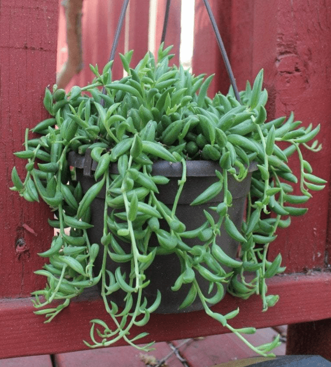 trailing banana succulent Curio radicans (String of Bananas) – The Plant Lady SF