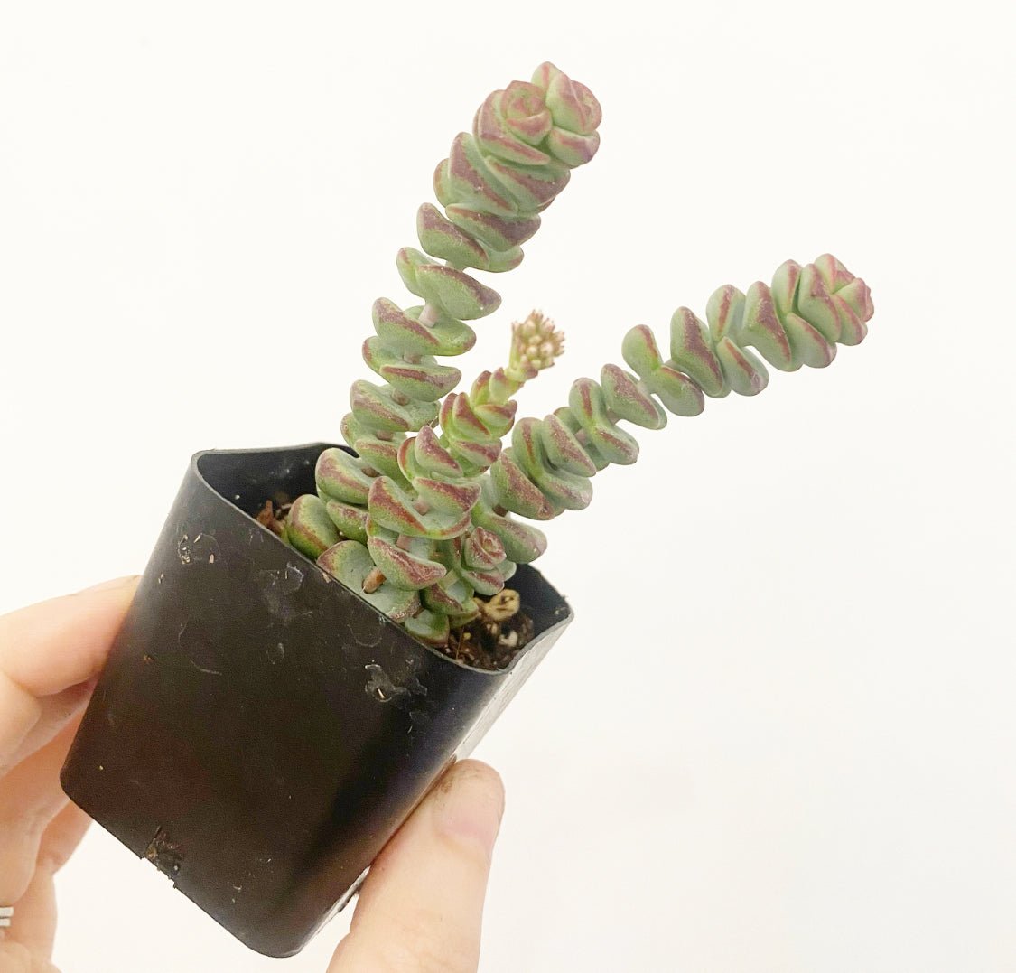 String of Buttons (Crassula perforata) - The Plant Lady SF