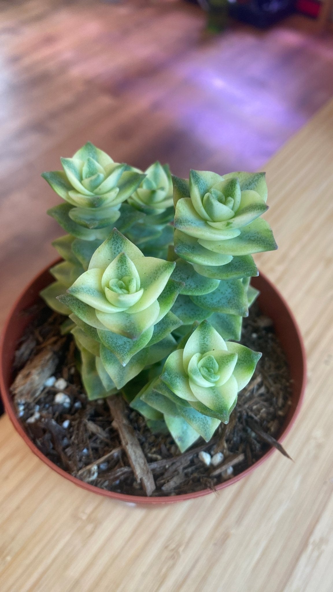 String of Buttons (Crassula perforata) - The Plant Lady SF