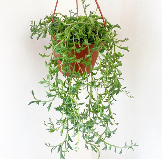String of Dolphins (Curio × peregrinus) - The Plant Lady SF