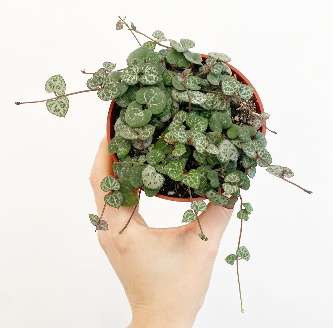 String of Hearts (Ceropegia woodii) - The Plant Lady SF