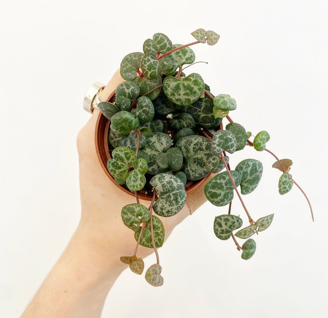 String of Hearts (Ceropegia woodii) - The Plant Lady SF