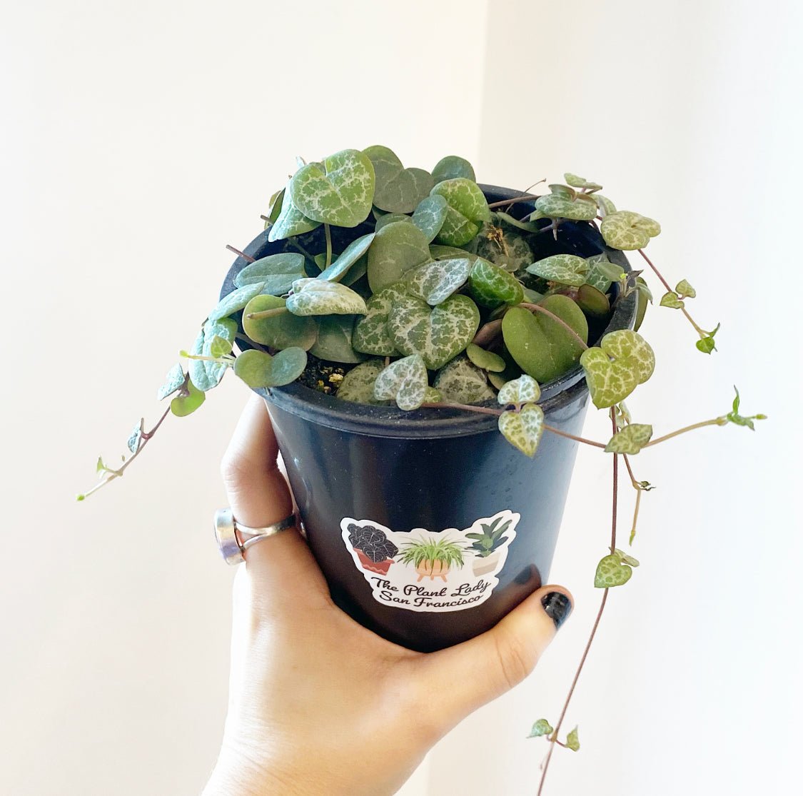 String of Hearts (Ceropegia woodii) - The Plant Lady SF