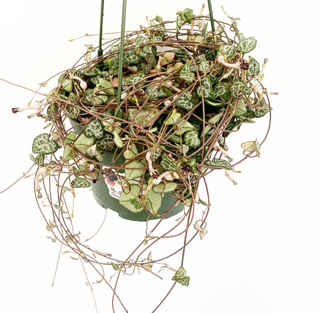 String of Hearts (Ceropegia woodii) - The Plant Lady SF