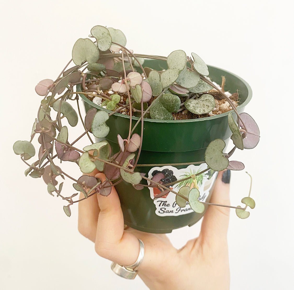 String of Hearts - Silver Glory - The Plant Lady SF