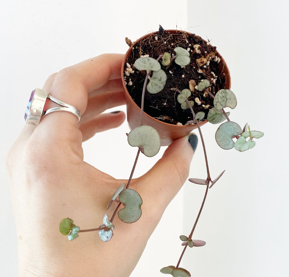 String of Hearts - Silver Glory - The Plant Lady SF