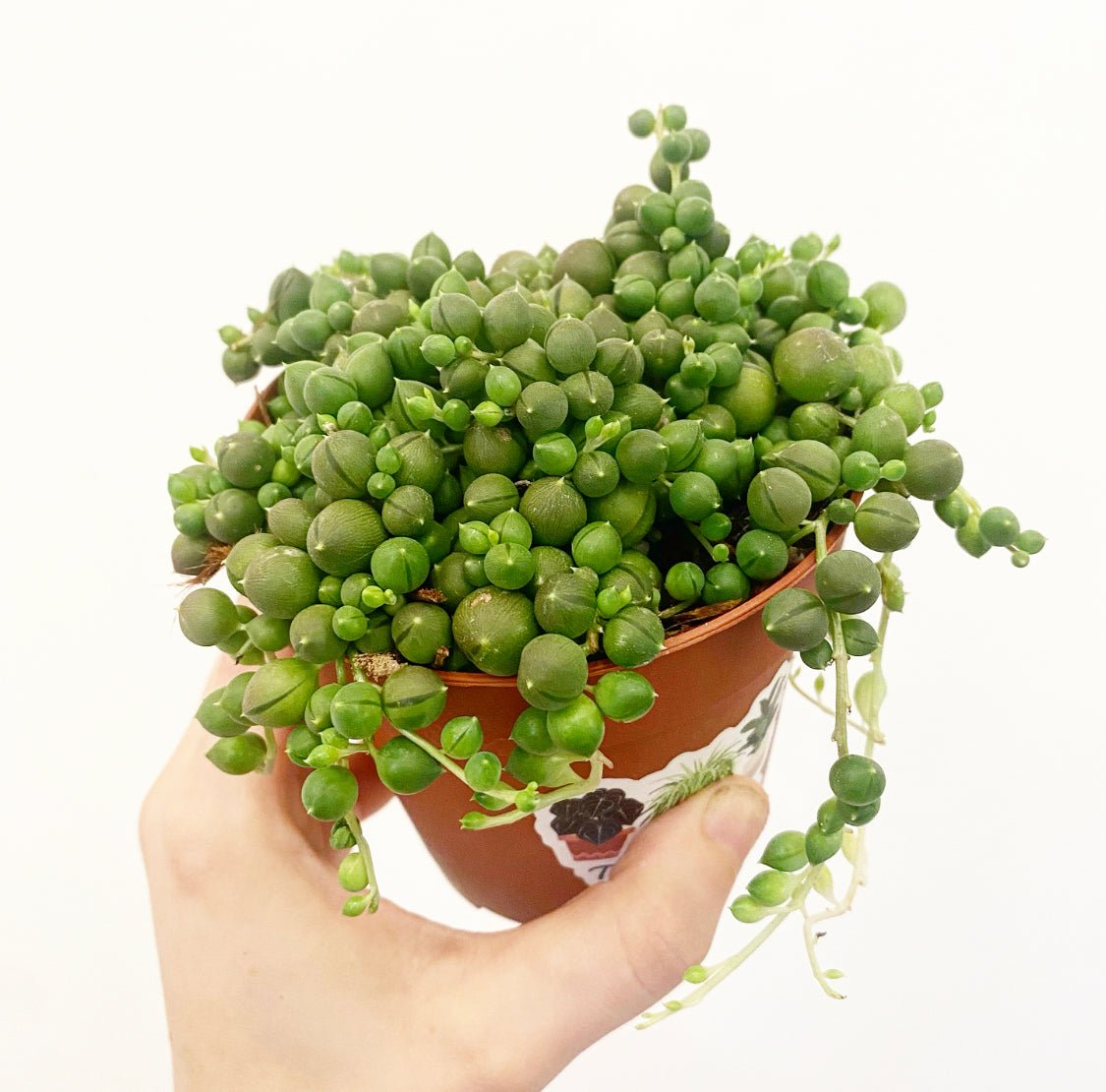 String of Pearls - The Plant Lady SF