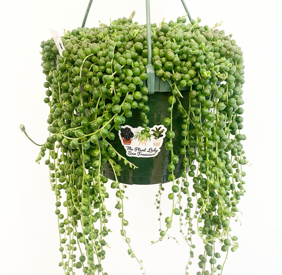 String of Pearls - The Plant Lady SF