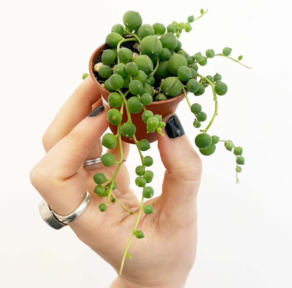 succulent plant pearls String of Pearls – The Plant Lady SF