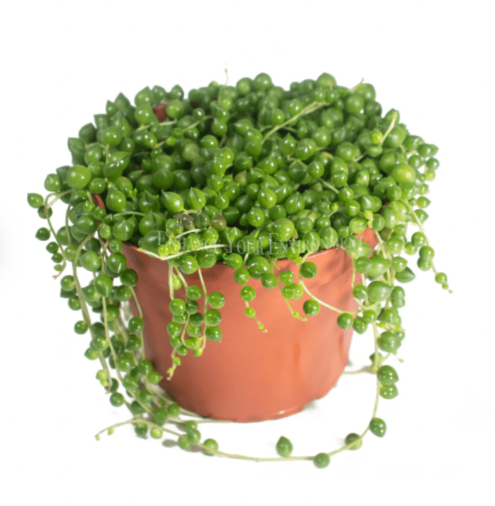 String of Pearls - The Plant Lady SF