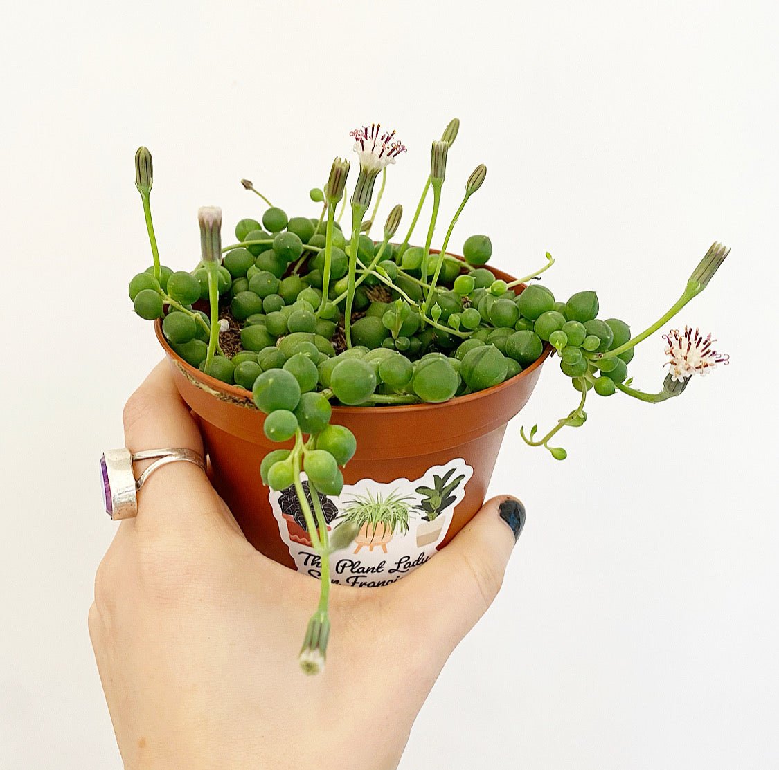 string of pearls pot plant String of Pearls – The Plant Lady SF