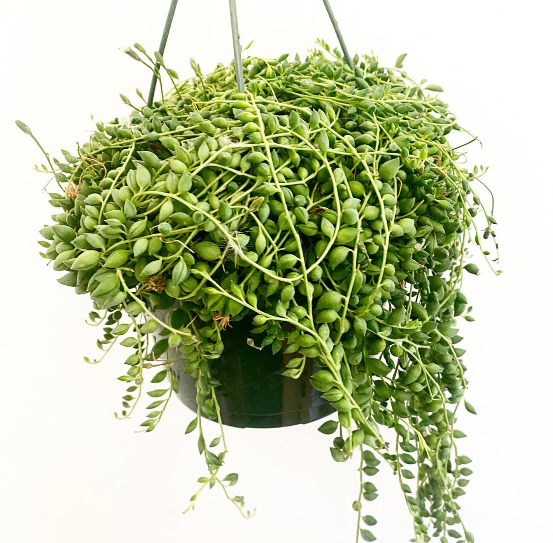 String of Tears - The Plant Lady SF