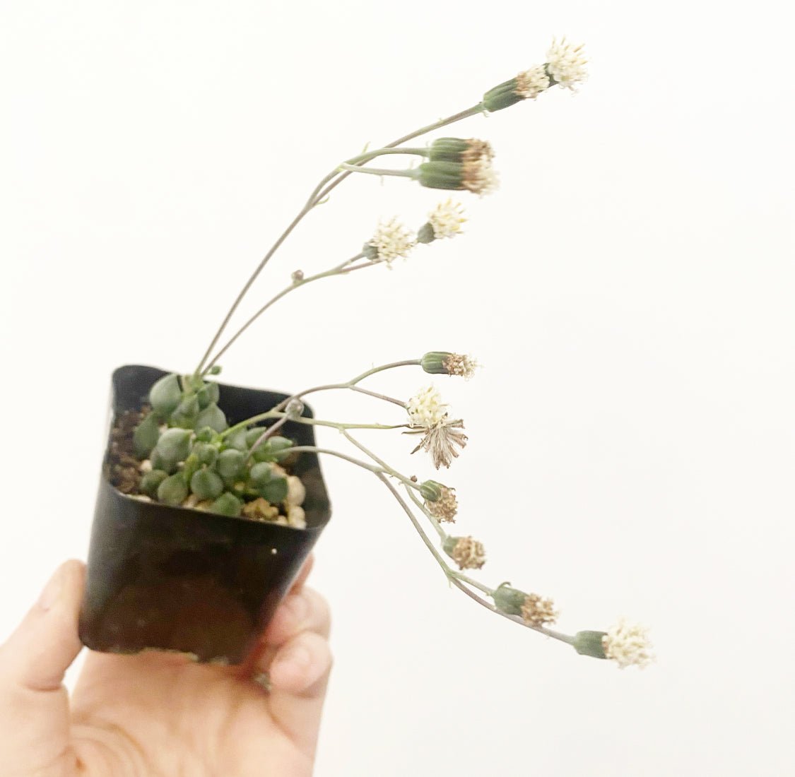 String of Tears - The Plant Lady SF