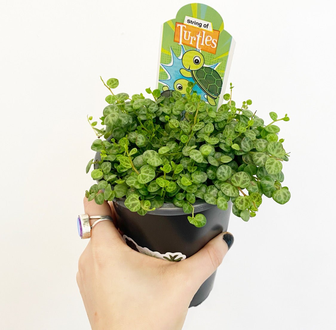 String of Turtles (Peperomia prostrata) - The Plant Lady SF