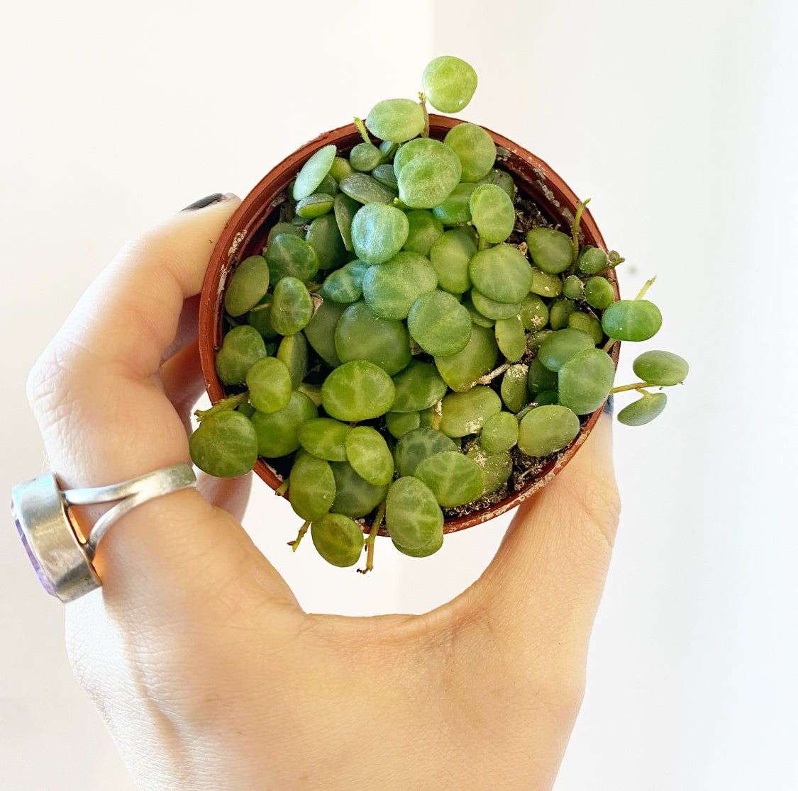 String of Turtles (Peperomia prostrata) - The Plant Lady SF