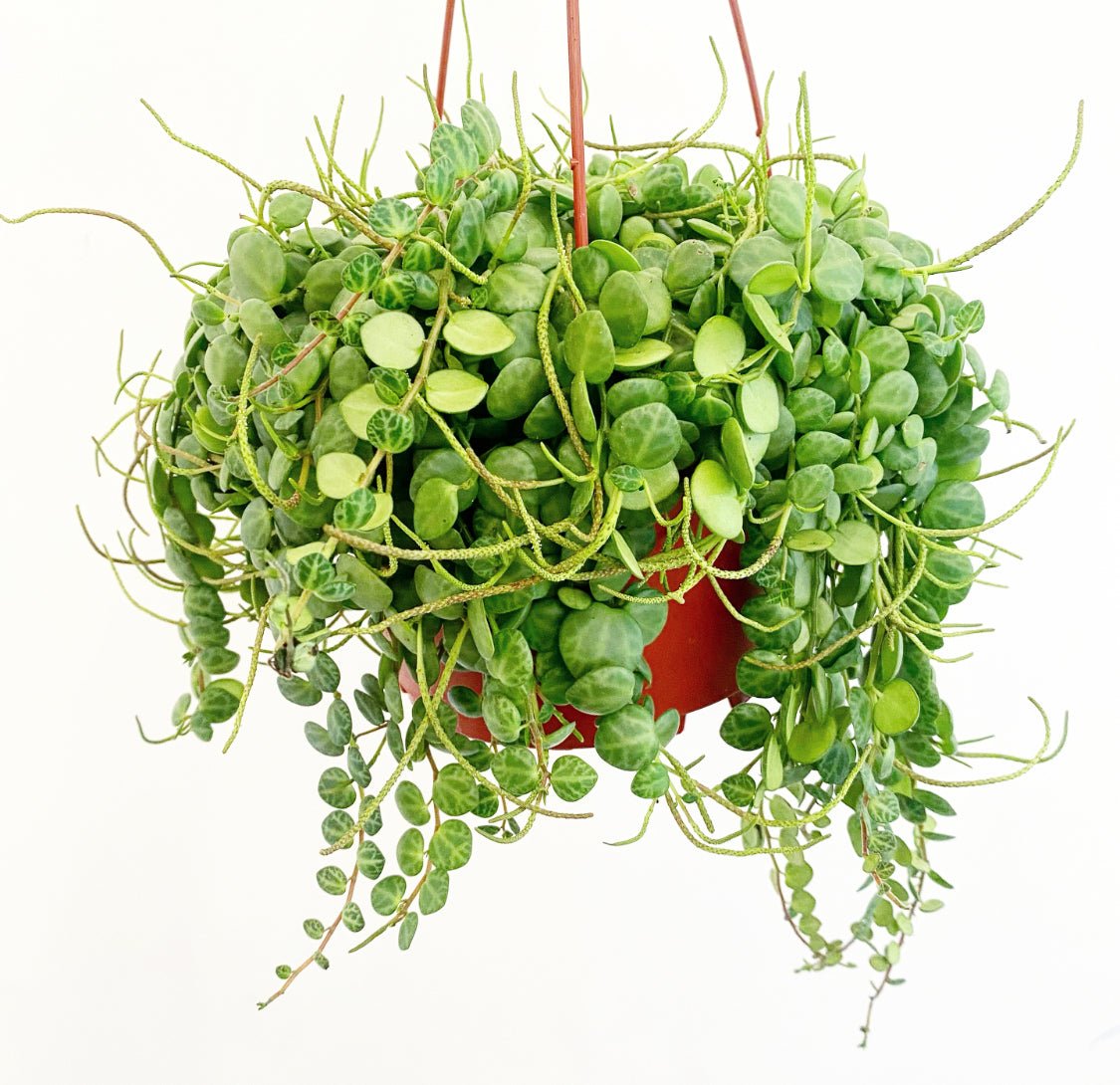 Peperomia prostrata (String of Turtles) – The Plant Lady SF