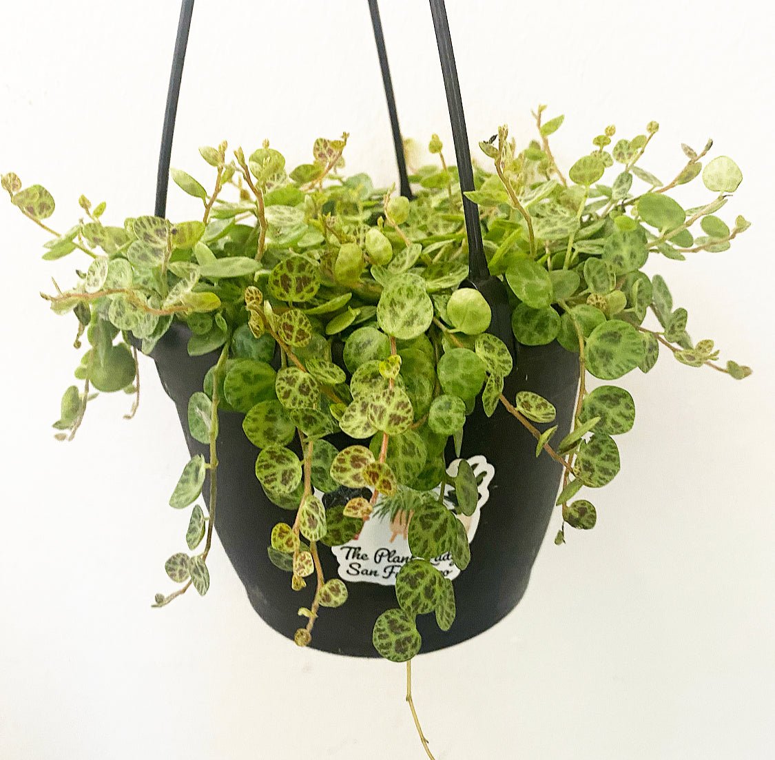 String of Turtles (Peperomia prostrata) - The Plant Lady SF