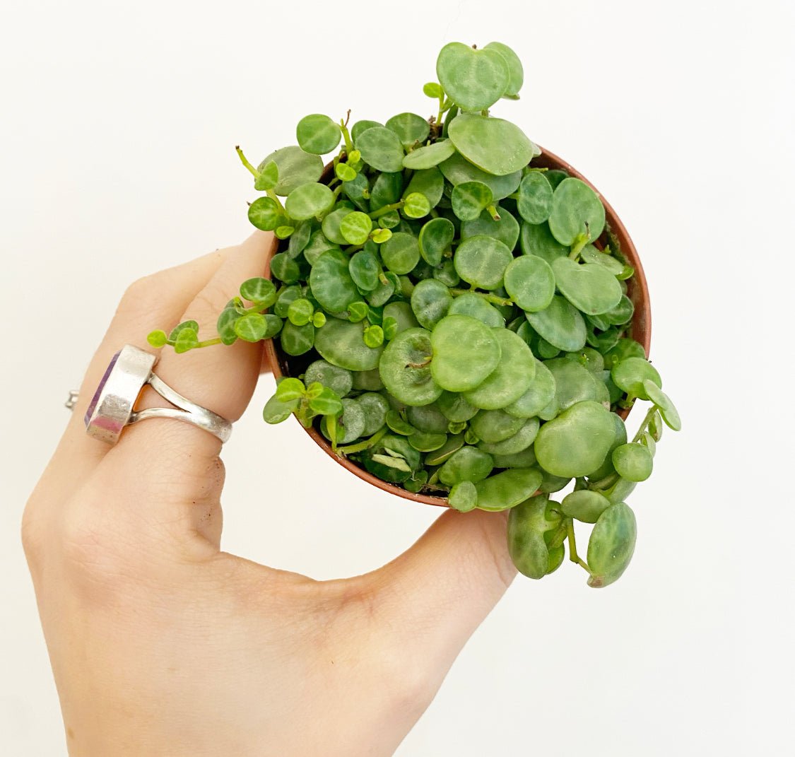 String of Turtles (Peperomia prostrata) - The Plant Lady SF