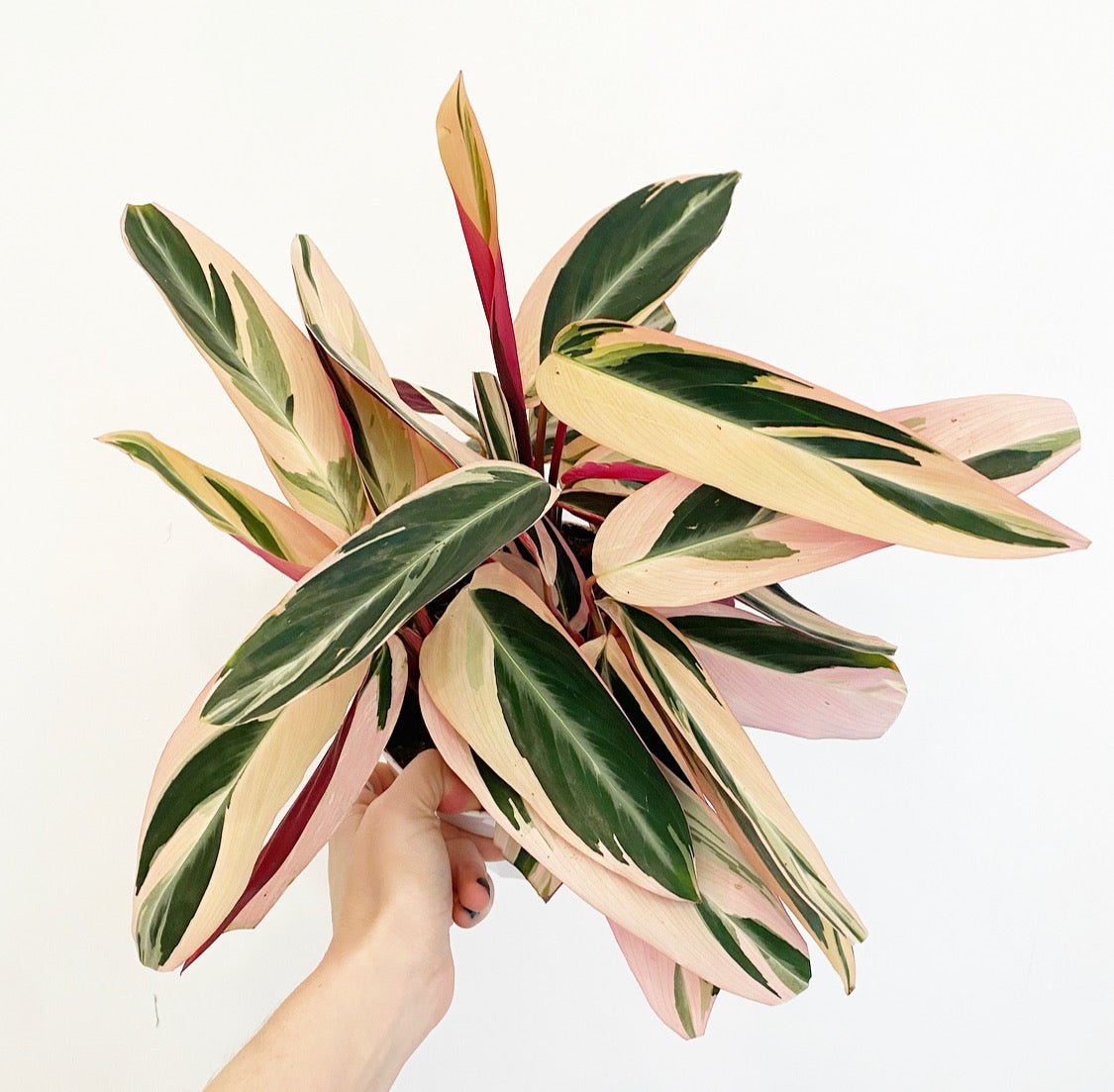 Stromanthe 'Triostar' - The Plant Lady SF