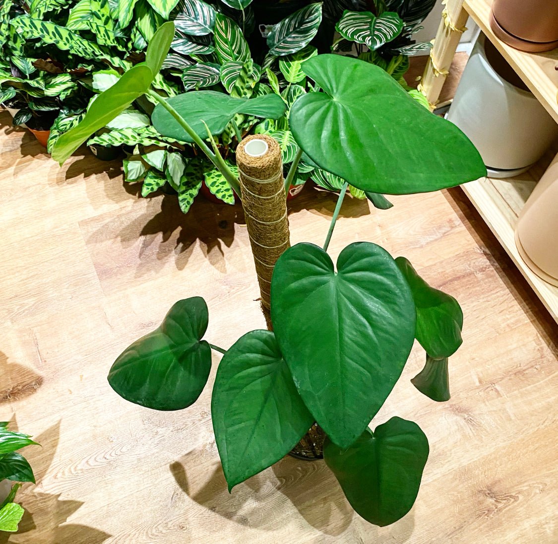 Syngonium macrophyllum - The Plant Lady SF