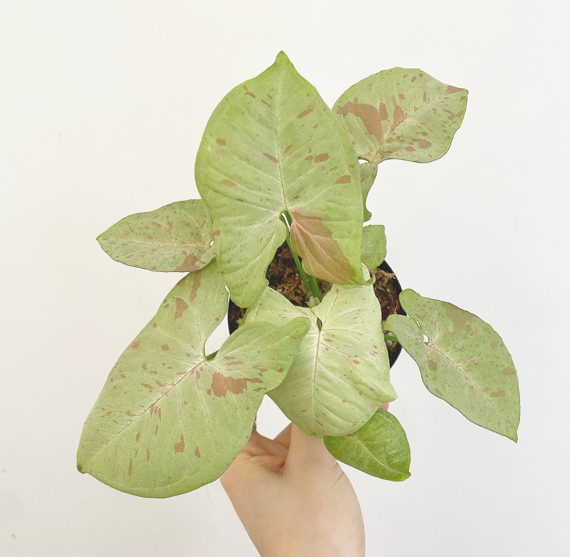 Syngonium Milk Confetti - The Plant Lady SF