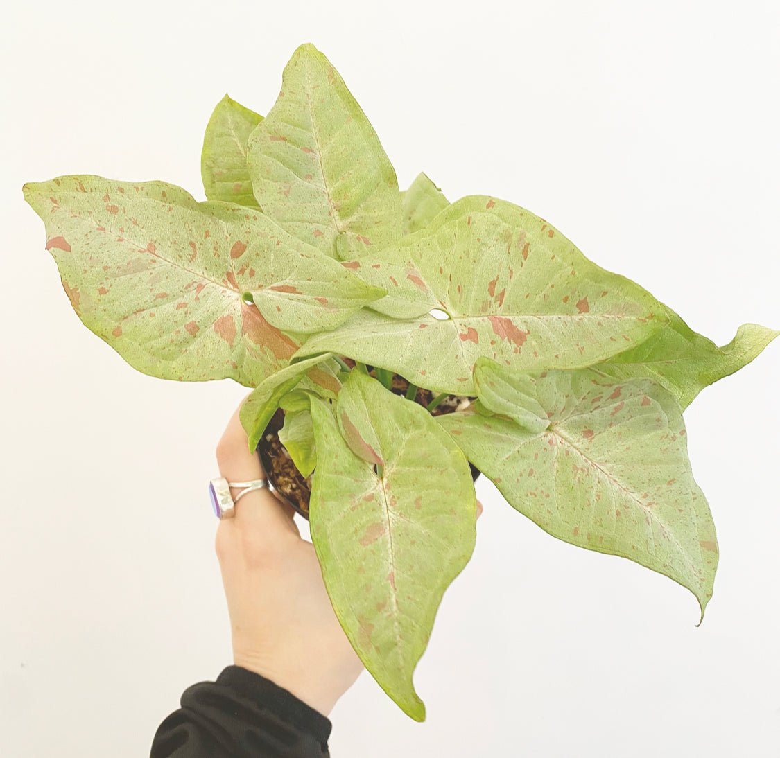 Syngonium Milk Confetti - The Plant Lady SF