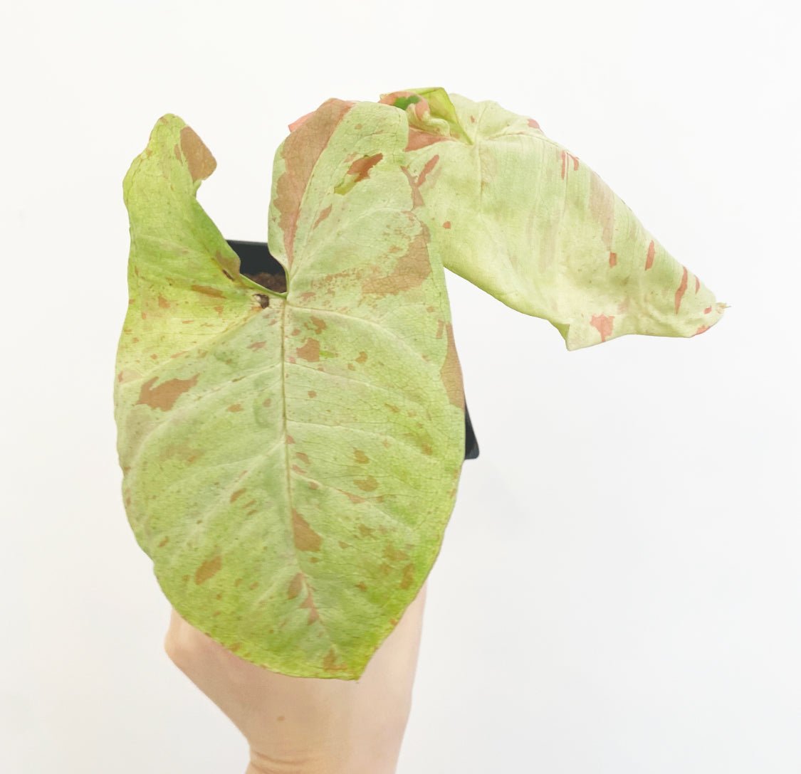 Syngonium Milk Confetti - The Plant Lady SF