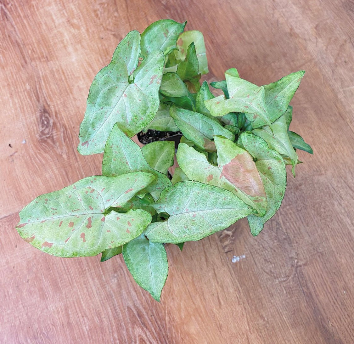 Syngonium Milk Confetti - The Plant Lady SF