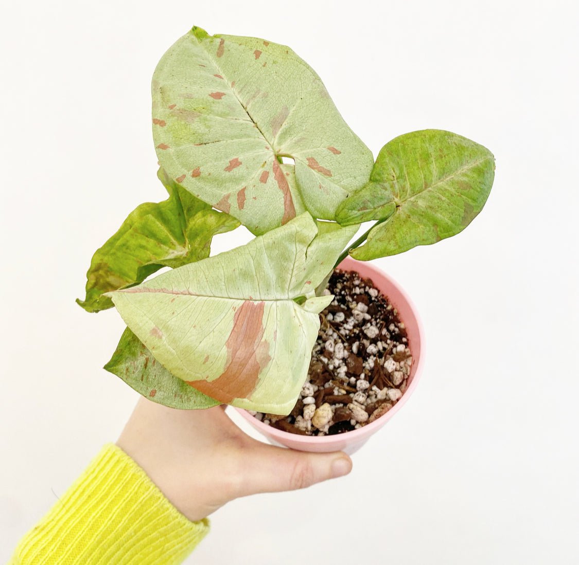 Syngonium Milk Confetti - The Plant Lady SF