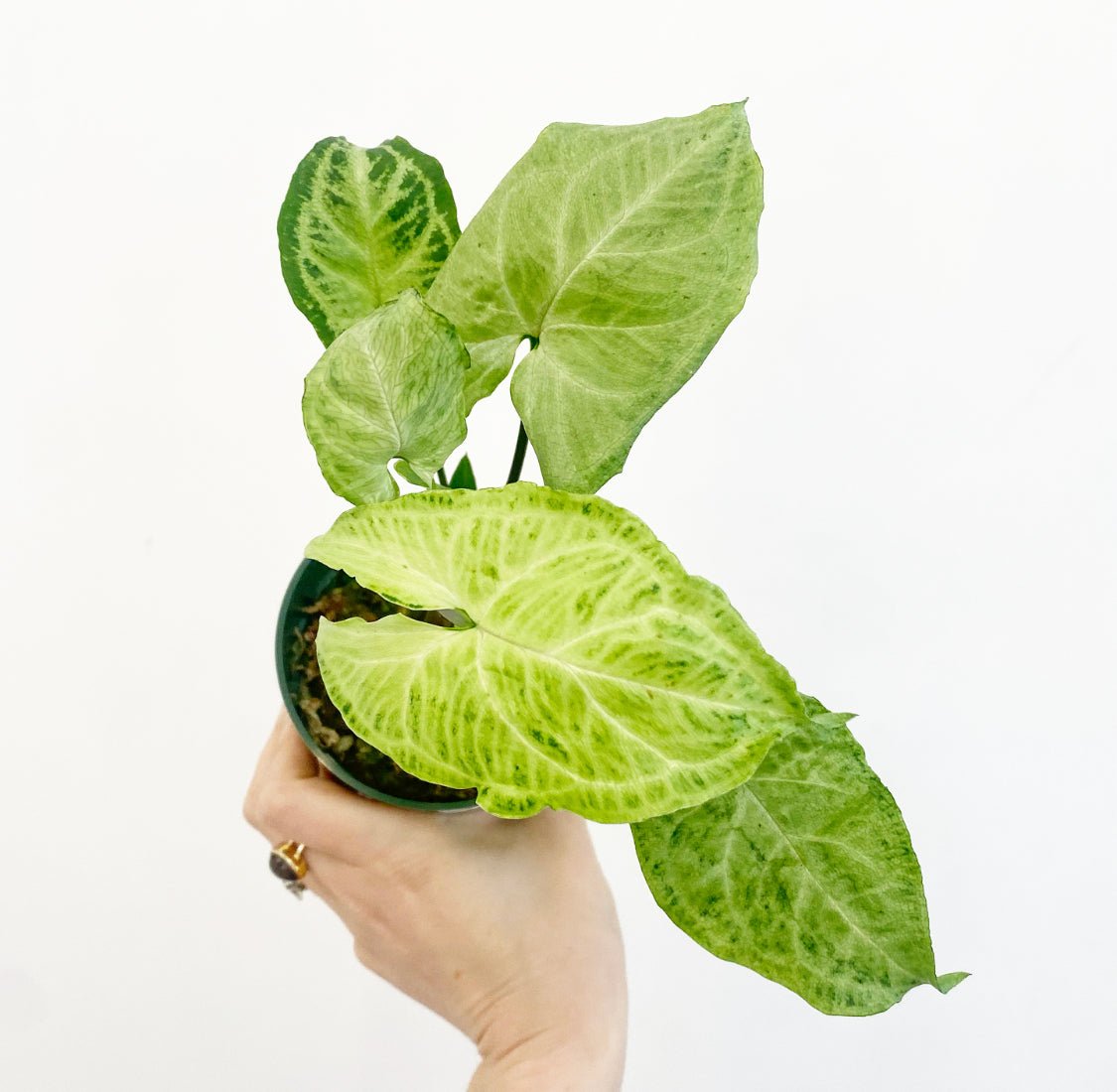 Syngonium podophyllum ‘Batik’ - The Plant Lady SF