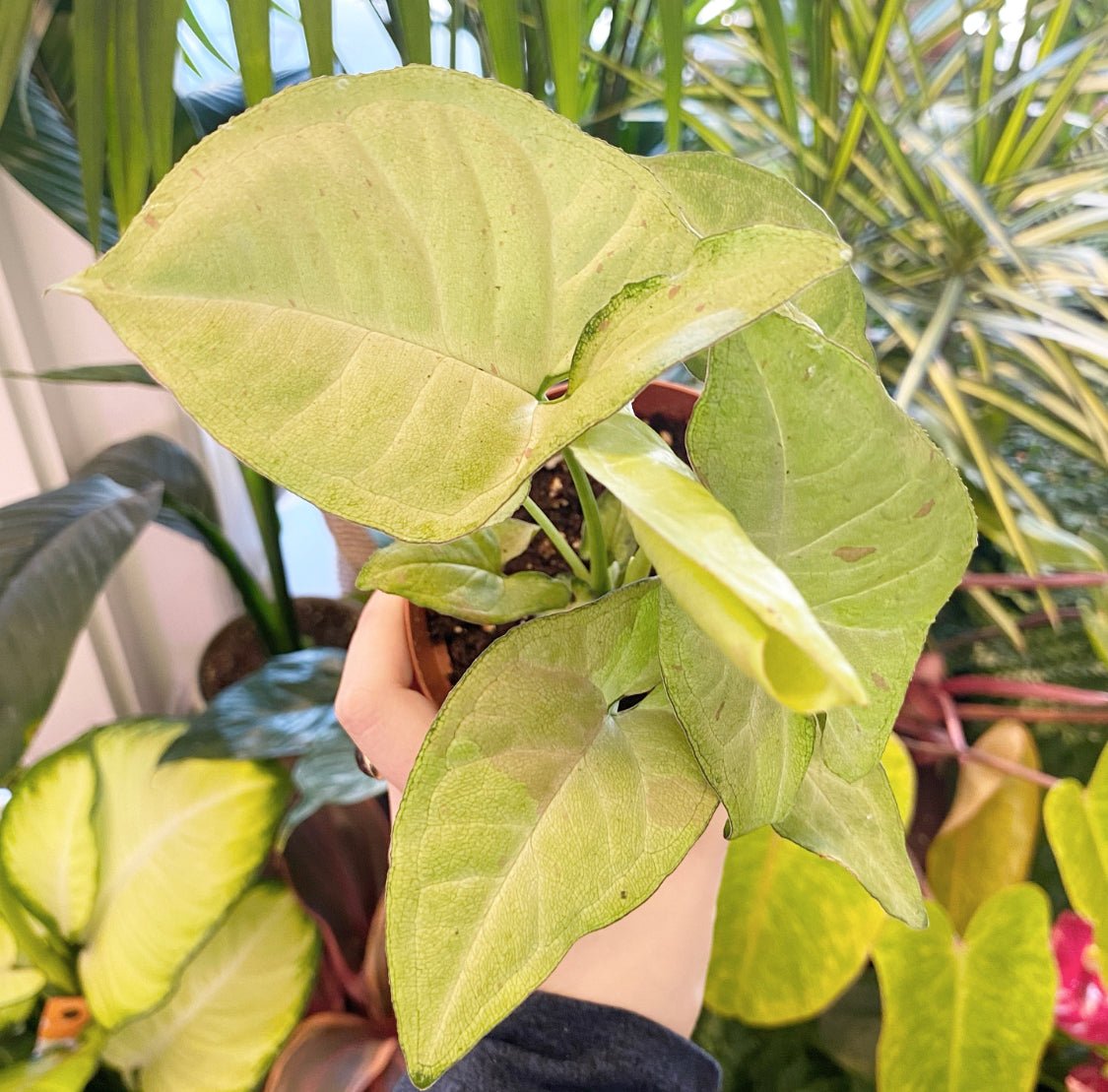 Syngonium podophyllum 'Confetti' - The Plant Lady SF
