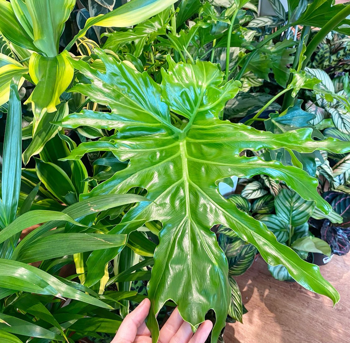 Thaumatophyllum bipinnatifidum (AKA "Tree Philodendron" or "Lickety Split") - The Plant Lady SF