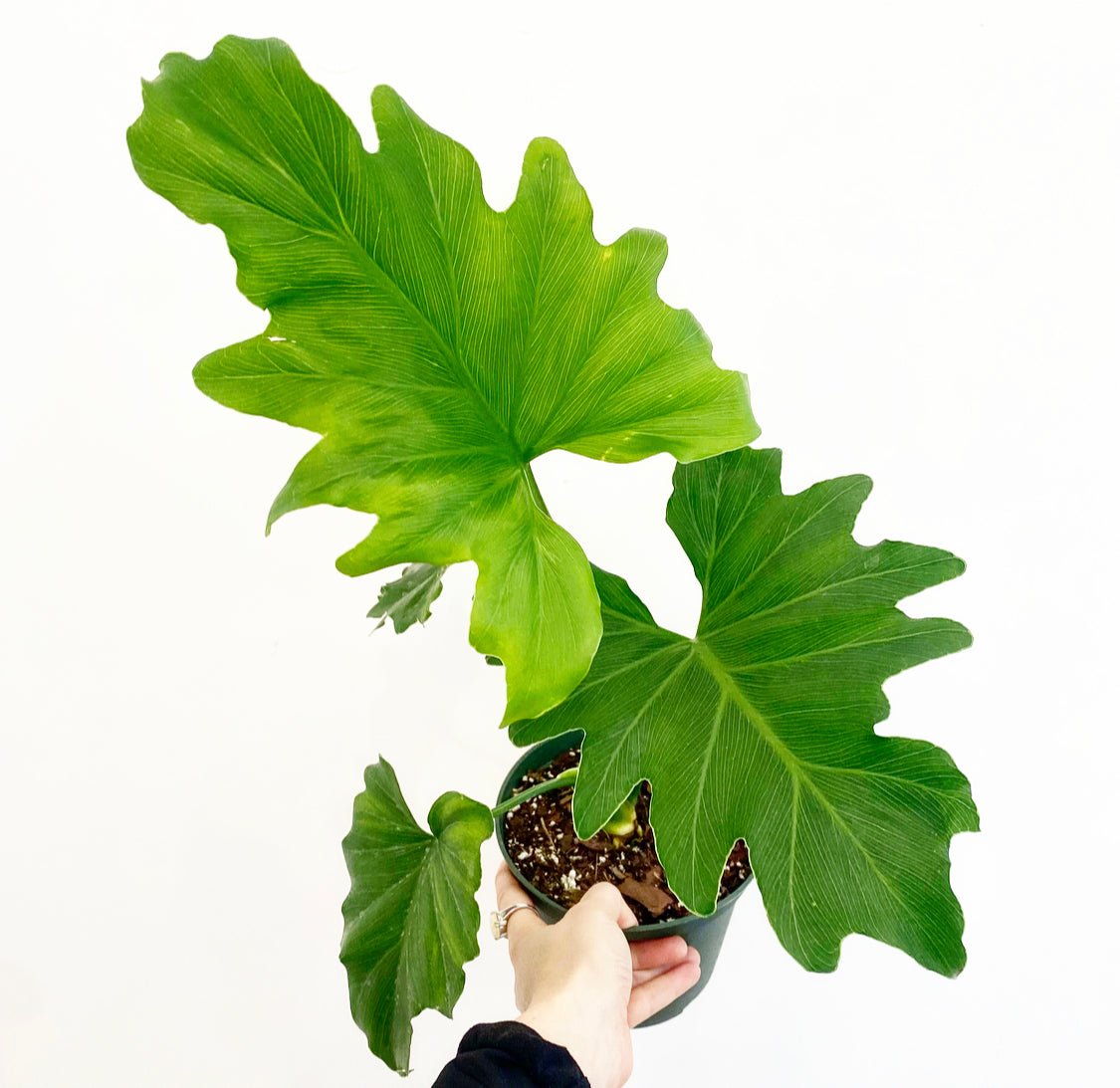 lady tree philodendron Thaumatophyllum bipinnatifidum (AKA "Tree Philodendron" or "Lickety Sp – The Plant Lady SF
