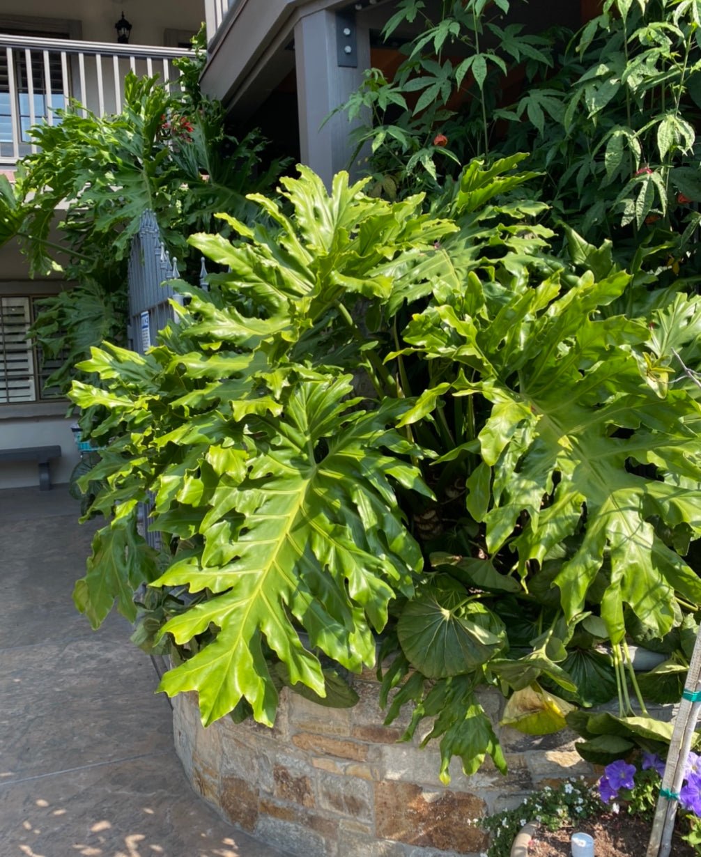 Thaumatophyllum bipinnatifidum (AKA "Tree Philodendron" or "Lickety Split") - The Plant Lady SF