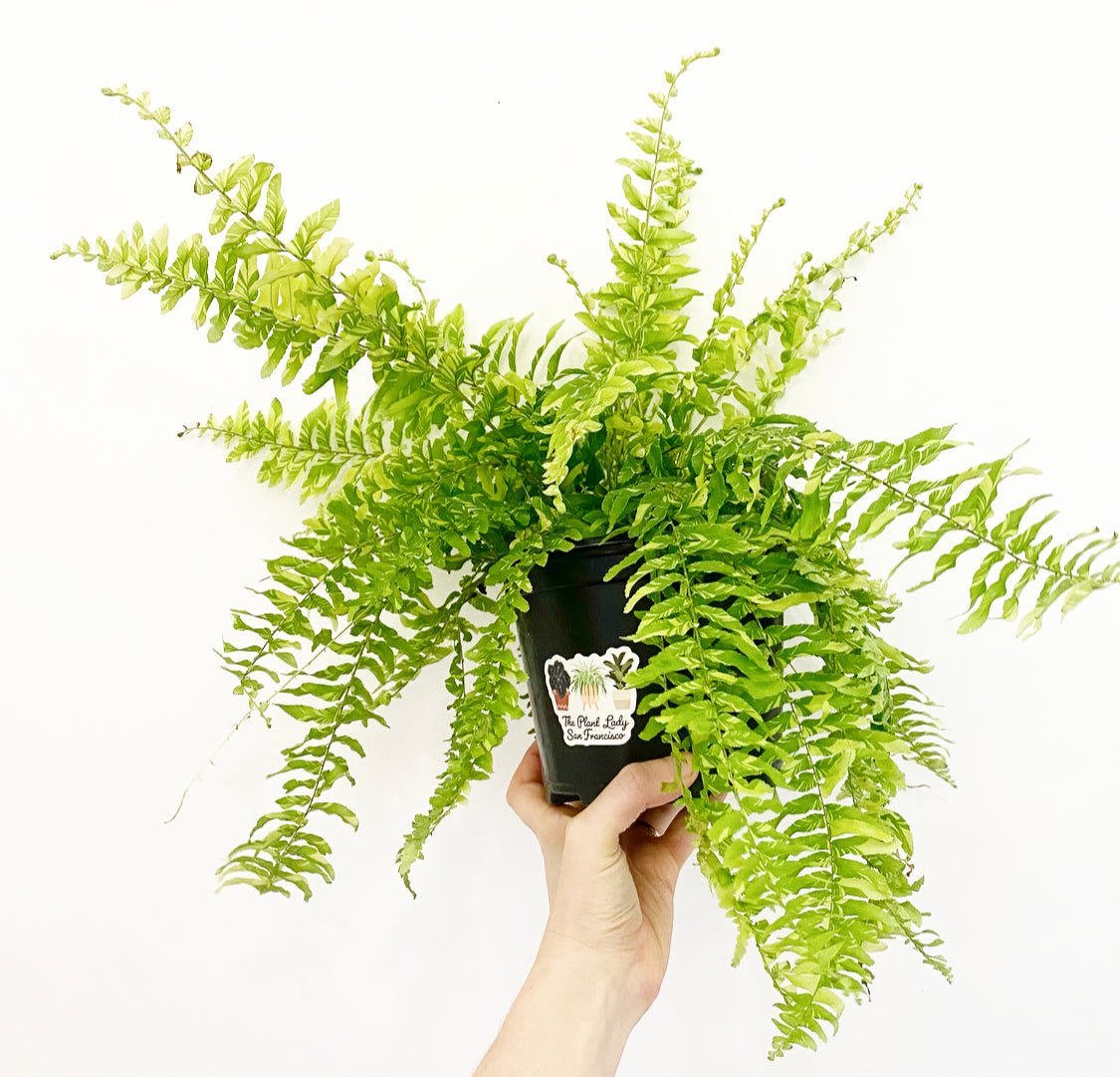 Tiger Fern - The Plant Lady SF