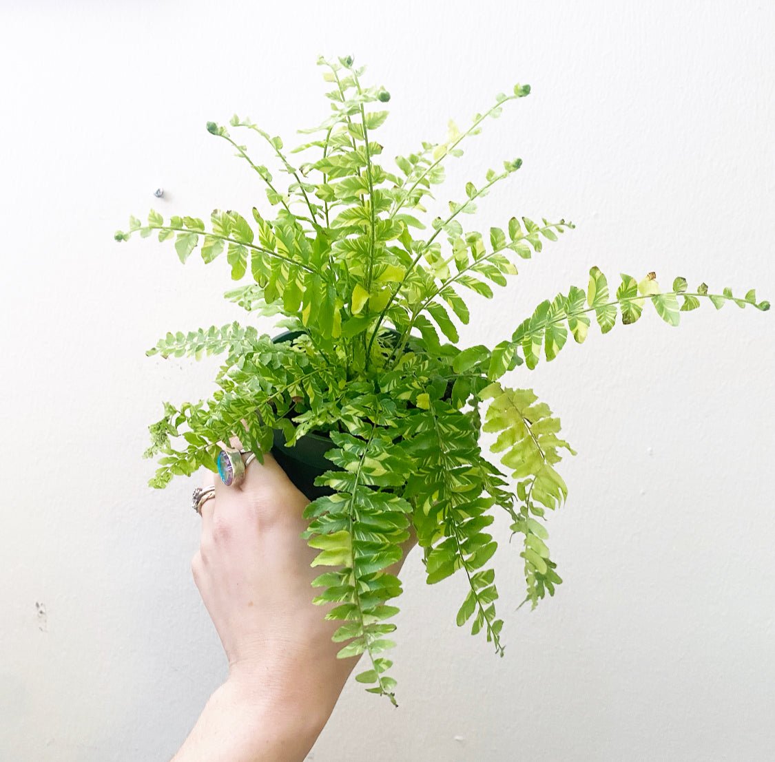Tiger Fern - The Plant Lady SF