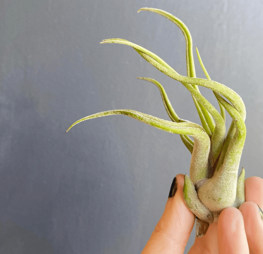 Tillandsia caput - medusae - The Plant Lady SF