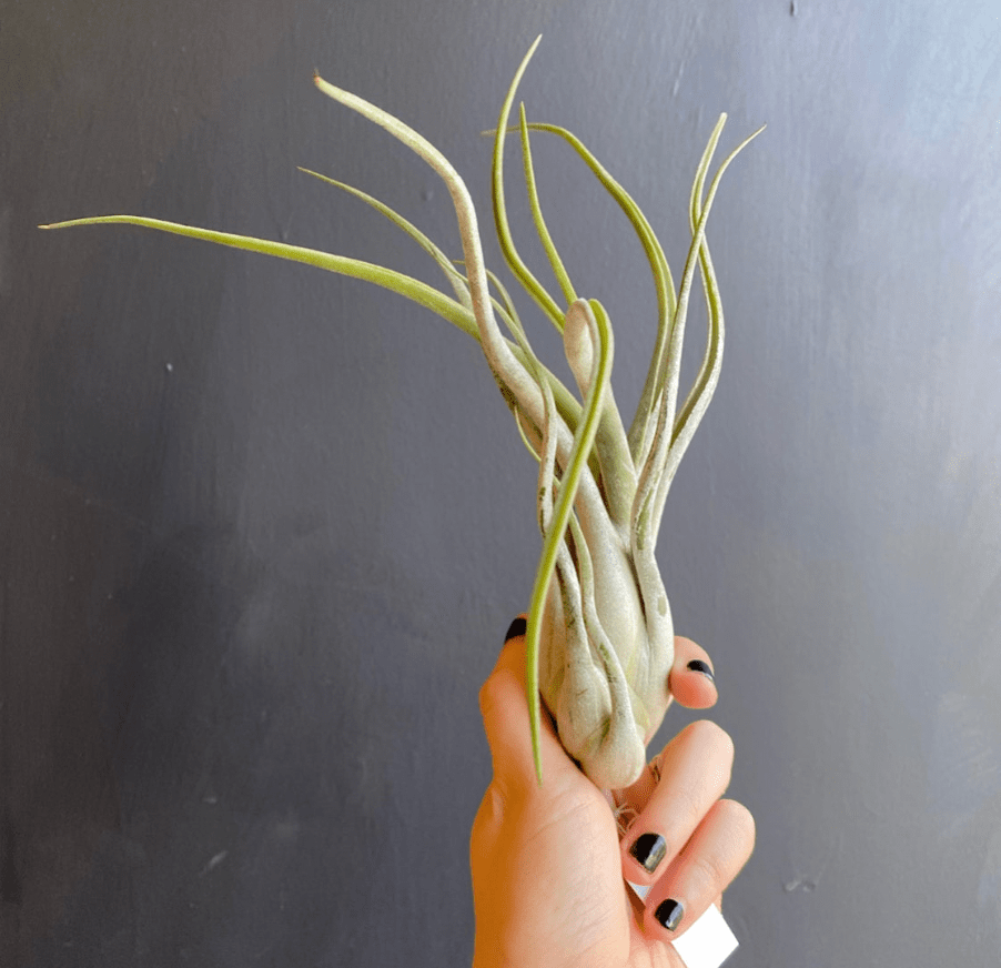 Tillandsia caput - medusae - The Plant Lady SF