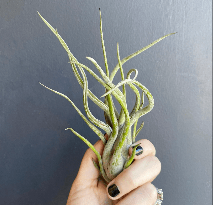 Tillandsia caput - medusae - The Plant Lady SF