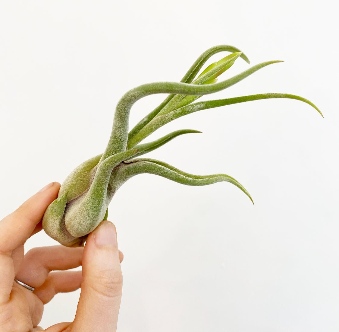 caput medusae air plant Tillandsia caput-medusae – The Plant Lady SF
