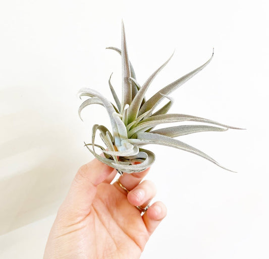 Tillandsia harrissi - The Plant Lady SF